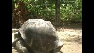 Giant turtle at Malaysia zoo