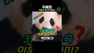 푸바오 3일 선수핑 번육원 영상 의문점 팩트체크