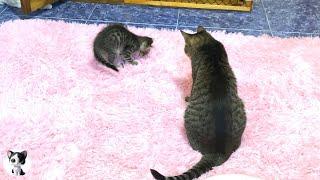 New kitten like much to older cat and watching during her toilet