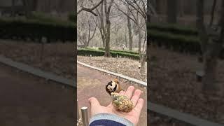 #곤줄박이 #새피딩 #오메기떡나눠먹기 #숲에서한나절