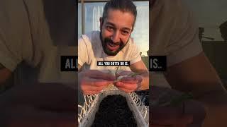 How to Grow Garlic from Store-Bought Garlic | creative explained