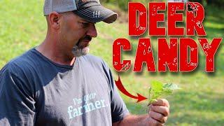 What a Life-Long Farmer Plants in FOOD PLOT? Homemade Water Source UPDATE