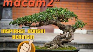 INSPIRASI MACAM MACAM GAYA DAN BENTUK BONSAI BERINGIN  (FICUS)