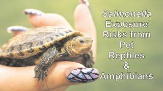Salmonella Exposure Risks from Pet Reptiles & Amphibians