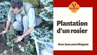 Plantation d'un rosier en pleine terre au Jardin de l'abbaye de Valsaintes