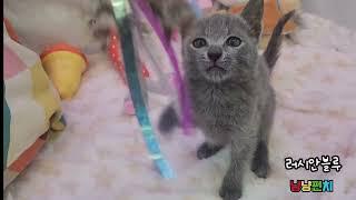 위례고양이분양 러시안블루 Russian blue