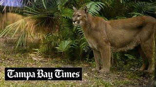 Endangered Florida panther faces dual threats of urban sprawl and increased traffic