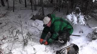 how to trap coyotes in the snow