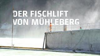 Kein Witz: Fische fahren bei uns wirklich Lift I Nachhaltigkeit I BKW