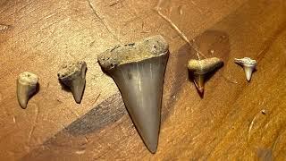 424 #sharktoothhunting for shark teeth  Shark Tooth Hill - Ernst Quarries - bakersfield california