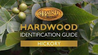 Hickory Hardwood: Uses, Characteristics, and Identification Guide