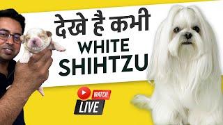 Have You Ever Seen a White Shih Tzu? Cute & Adorable Moments!