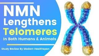 NMN Lengthens Telomeres In Humans & Mice | Review By Modern Healthspan