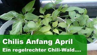 Chilis im April. Ein Chili Wald