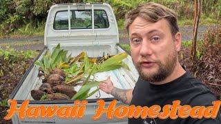 Hawaii Homestead