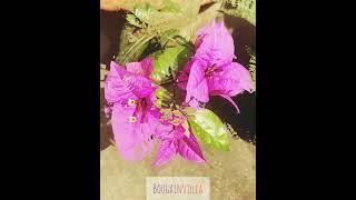 Attractive Purple BOUGAINVILLEA!  #shorts