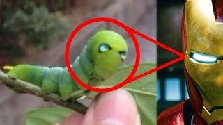 Estos insectos tienen SUPERPODERES reales