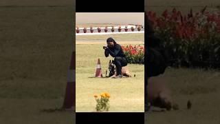 आर्मी dog ट्रेनिंग बीडीयो ️‍ @raxthelebrador6144 #labrador #nsg #trinding