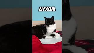 ну не прёт работать..#мурка#котик#юмор#шортс#2025 .