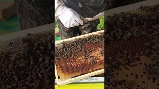 проверяем чистопородных на засев #пчеловодство #мед #beekeeping #пасека #beekeeper #пасека