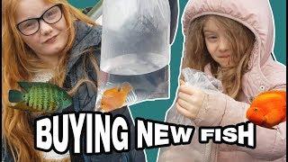 Buying New Tropical Fish! - Northampton Reptile and Fish Centre