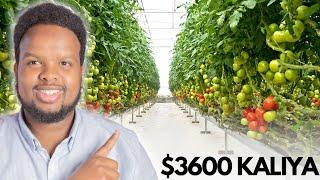 3600 KALIYA KU BILOW BEERAHA CASRIGA EE GREENHOUSE FARMING