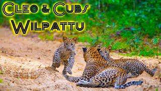 Leopard Cubs Wilpattu | Cleopatra with Bruce & Lewis | Sri Lanka | VLOG #20