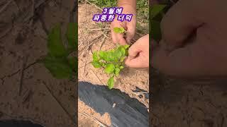 3월에 씨앗 파종한 더덕 솎아줍니다(5월16일)