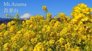 You can see a spectacular view of Mt. Fuji and rapeseed flowers on Mt. Azuma.