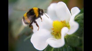 Millions Of Bees Die On Airport Tarmac After Delta Reroutes Flight