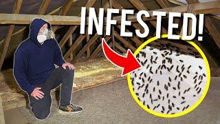 How To GET RID of Cluster Flies