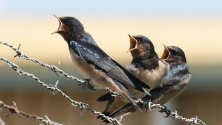 Barn Swallow: Adult Bird Feeding Chicks | Hirundo rustica