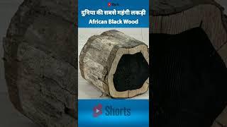 आपने नही देखी होगी दुनिया की सबसे महंगी लकड़ी को  #facts #shorts #youtubeshorts #viral #woodworking