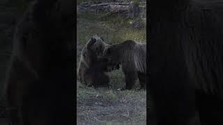 Grizzly Bear 399 & cub-Photography-Jackson/Grand Tetons/Yellowstone/#shorts #wildlife  #best #bear