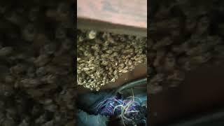 Sandook me aaya Honey bees swarm   #shorts #viral #savebees ️