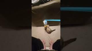 mocha and him toy