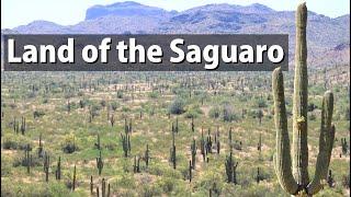 Hiking Through the History of Saguaro National Park