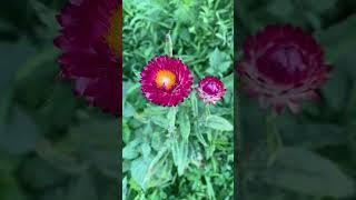 #flowers @thefarmatcatawissacreek #farming #homestead #shorts #nature #garden #flowerfarming