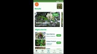 PlantSnap identifies an Arizona Madrone (Arbutus arizonica)