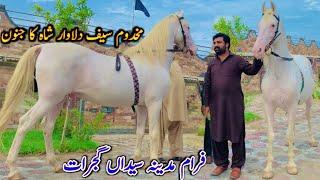 Beautiful White Nukra Horse From Madina Saydina Gujarat Punjab Pakistan