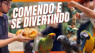 ENRIQUECENDO O RECINTO DAS AVES! | A CASA DOS BICHOS!