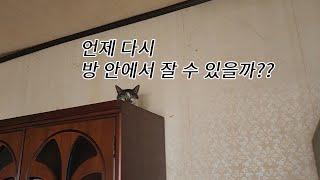 어른 고양이들의 희생(?)으로 새끼냥들이 생후 3개월이 되었습니다