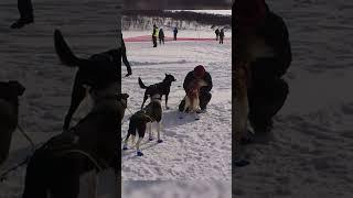 Pasvik Trail 2013 - long distance sleddog racing. Alaska husky. Kirkenes, Finnmark, Northern Norway