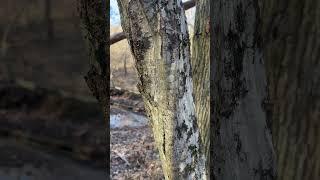 “Musclewood” tree, known for its unique bark that some say resembles a muscled forearm. #forestry