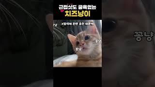 근접샷도 굴욕 없는 치즈냥이
