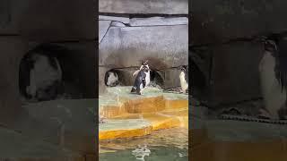 Penguins | Fort Worth Zoo | Fort Worth Blog