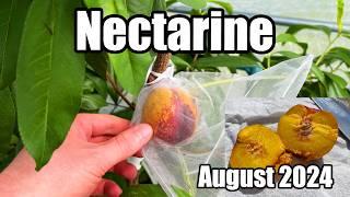 'Lord Napier' Nectarine Harvest & Taste Test - August 2024