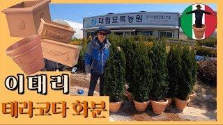 이태리 테라코타 화분의 옥천상륙작전!!!/Daelim nursery