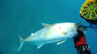 spearfishing  amberjack  /   אינטיאס בצלילה חופשית