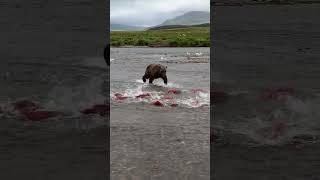 Born to fish  I’ll never forget this moment—the river turned red with salmon